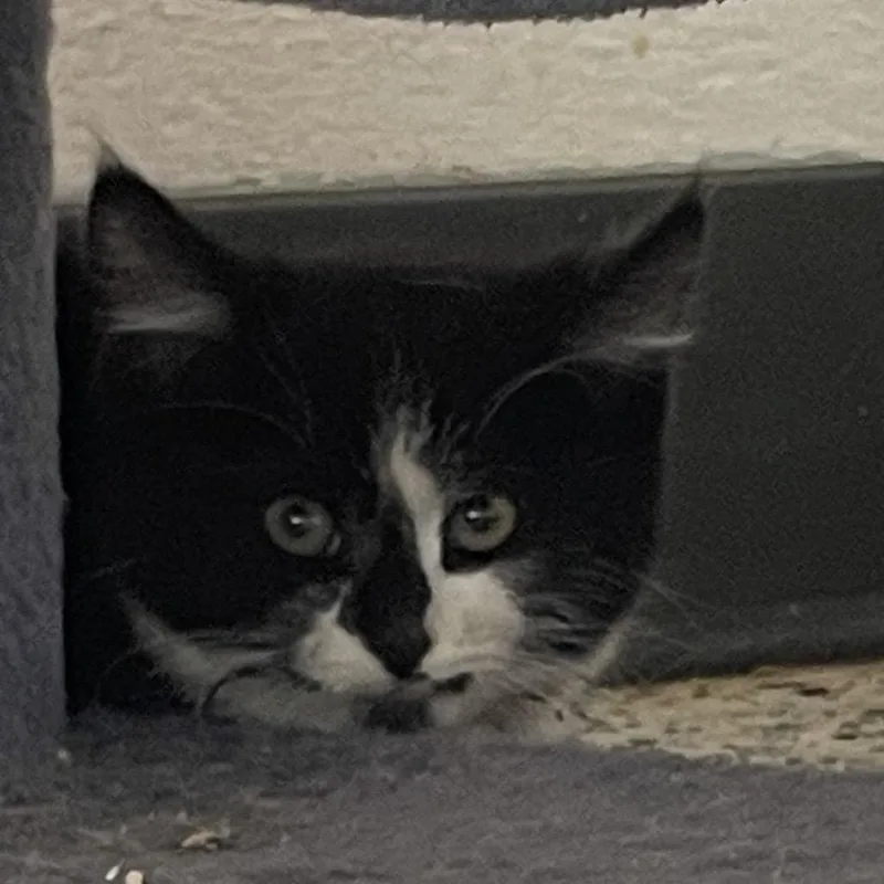 Happy Panda thumbnail 2