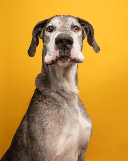 An adult extra large-sized male Merle (Blue) Great Dane dog named Atlas for adoption in Florence, OR
