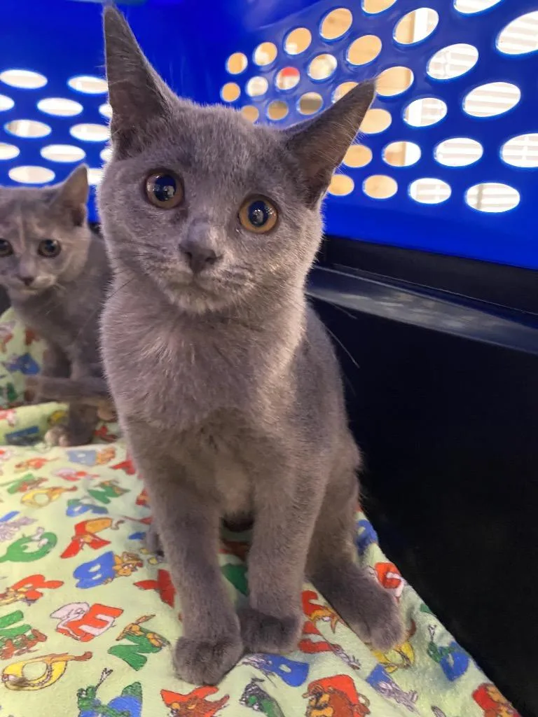 A baby medium-sized female Domestic Short Hair cat named Echo for adoption in Cumming, GA