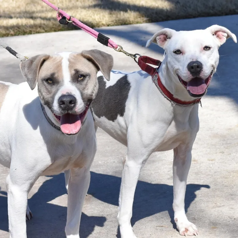 A young medium-sized female White / Cream Pit Bull Terrier dog named Delilah for adoption in Conroe, TX