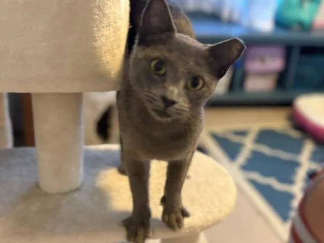A baby medium-sized female Gray / Blue / Silver Domestic Short Hair cat named Jade  Willow Grove for adoption in Greenville, DE