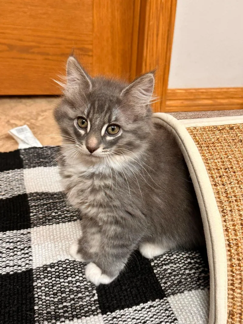 FiFi