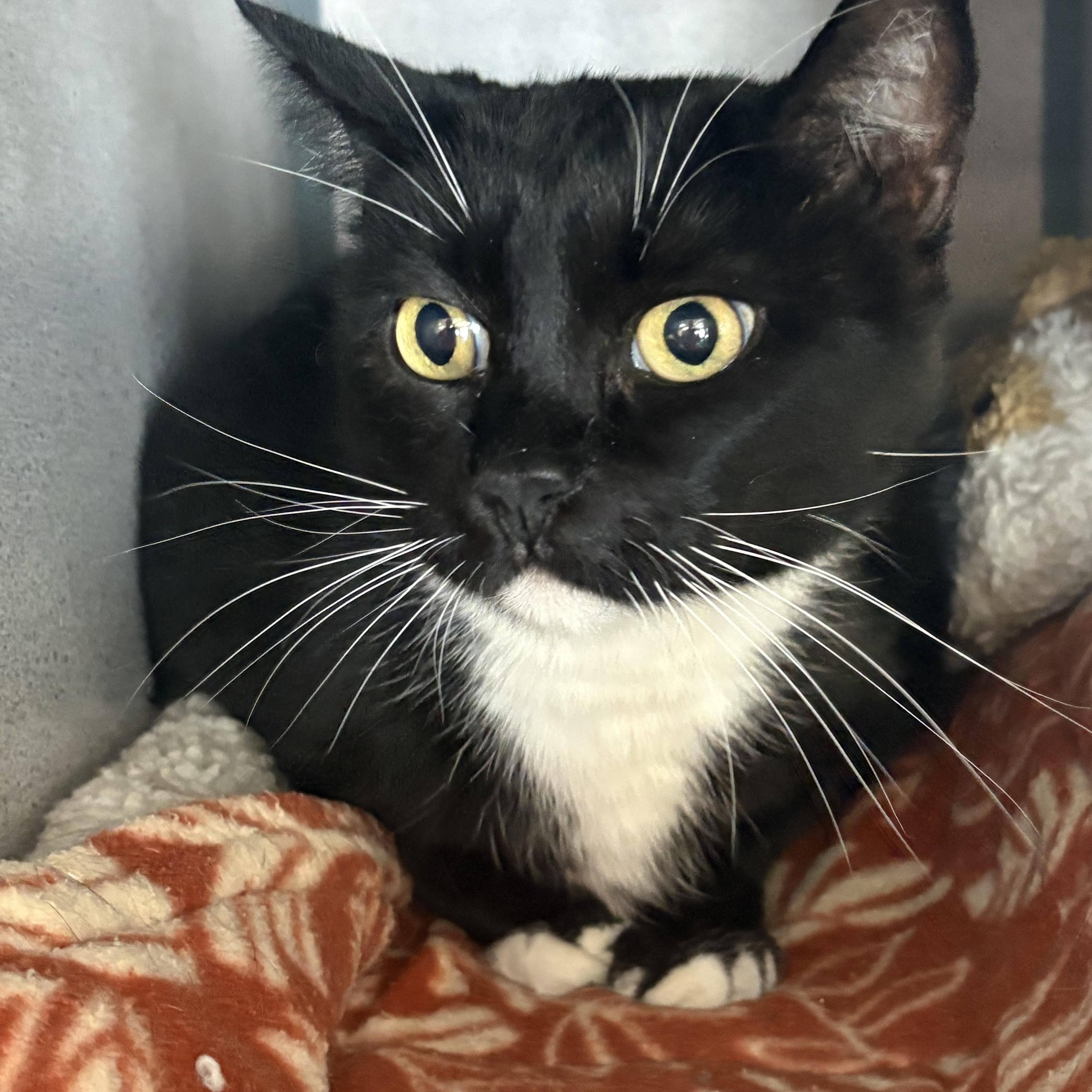 A senior medium-sized female Black & White / Tuxedo Domestic Short Hair cat named Cleopatra for adoption in Grass Valley, CA