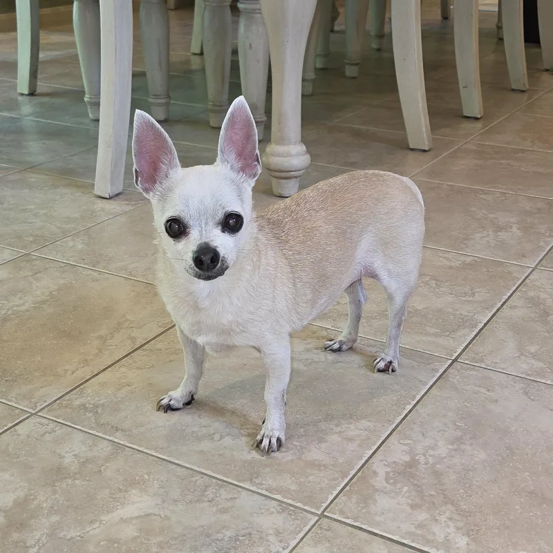 A senior small-sized female White / Cream Chihuahua dog named Bella for adoption in Pelham, NH
