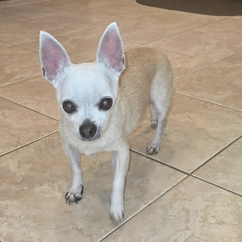 Bella thumbnail 2