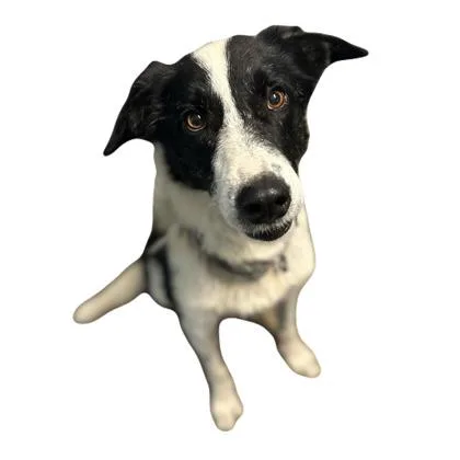 An adult medium-sized male Border Collie dog named Brennan for adoption in Red Bluff, CA