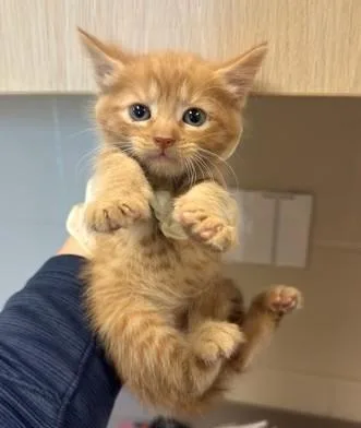 Cinnabelle