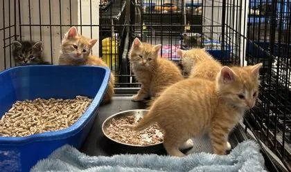 A baby small-sized male Domestic Short Hair cat named Alex for adoption in Anderson, IN