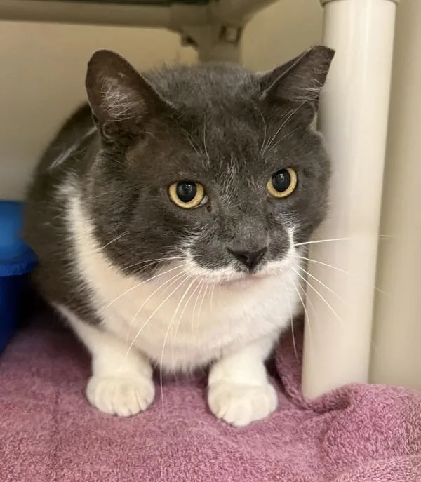 An adult large-sized male Domestic Medium Hair cat named Brunost for adoption in Salisbury, MD
