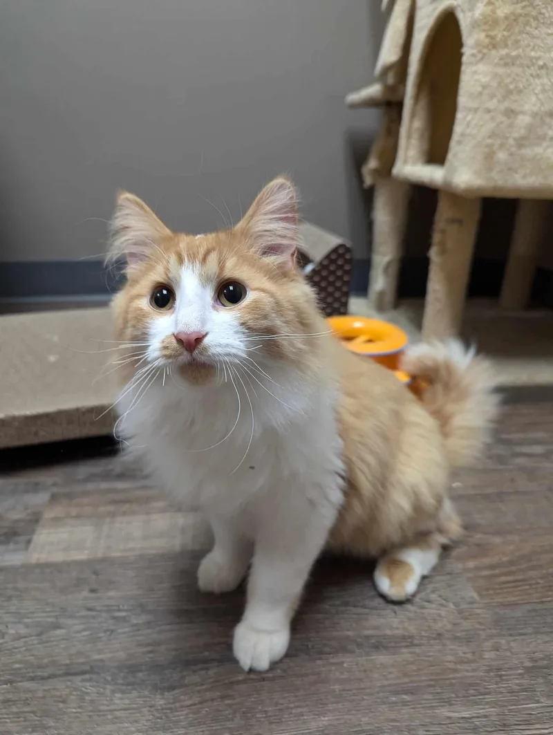 An adult large-sized female Domestic Long Hair cat named Princess for adoption in Oconto, WI