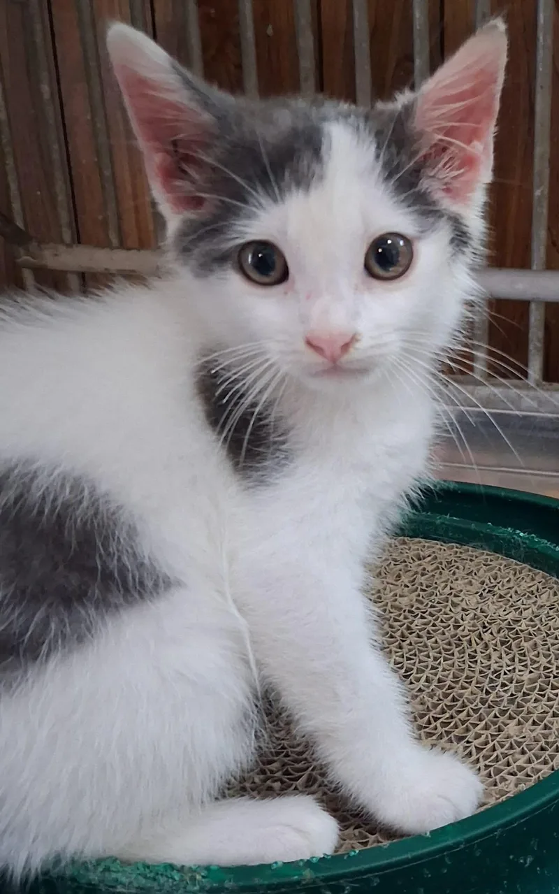 A baby medium-sized male Gray & White Domestic Short Hair cat named Jack Jack for adoption in Greenville, NC