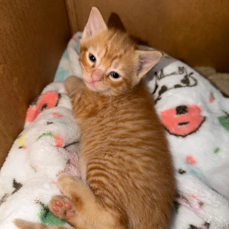 A baby small-sized male Orange / Red Domestic Short Hair cat named Wilbur for adoption in Reisterstown, MD
