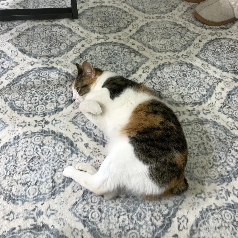 An adult medium-sized female White Domestic Short Hair cat named Lemon for adoption in Austin, TX