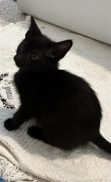 A baby small-sized male Domestic Short Hair cat named Frankie for adoption in Peoria, IL