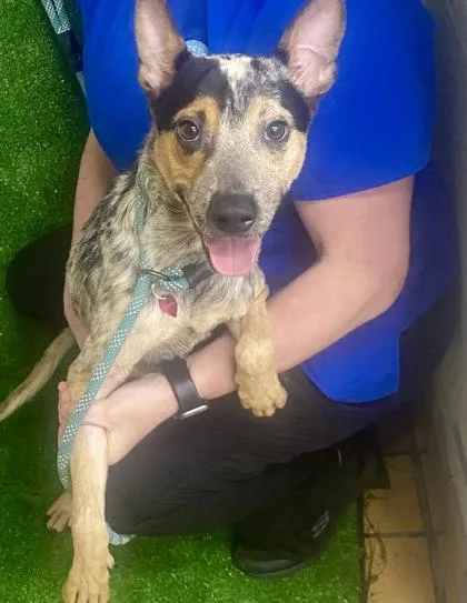 An adult medium-sized male Cattle Dog dog named Kai for adoption in Gainesville, FL