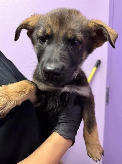 A baby small-sized male Brown / Chocolate Shepherd dog named 60844910 for adoption in El Paso, TX