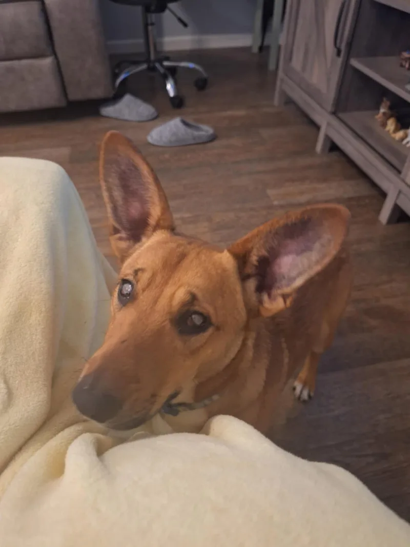 A young small-sized female Feist dog named Maxine aka Blinken Cunningham for adoption in Saunderstown, RI