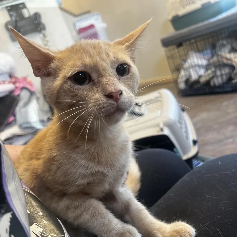 A baby small-sized male Orange / Red Domestic Short Hair cat named Lieutenant Dan for adoption in Pasadena , MD