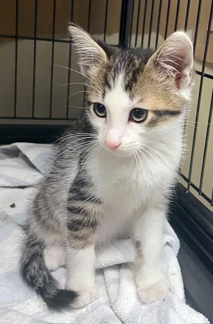 Oreo