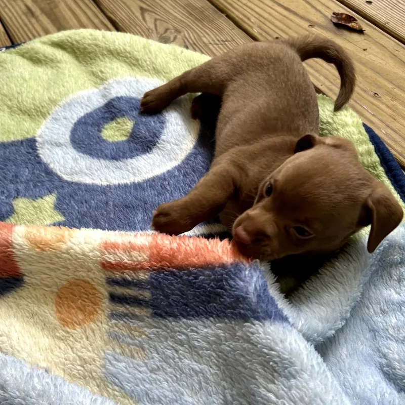 A baby small-sized male Yellow / Tan / Blond / Fawn Chihuahua dog named Nash for adoption in Bessemer, AL
