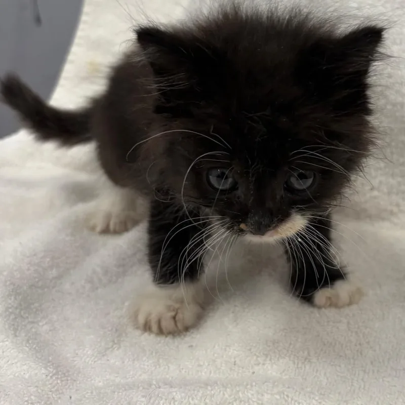 A baby small-sized male Black Domestic Long Hair cat named Enoki for adoption in San Gabriel, CA