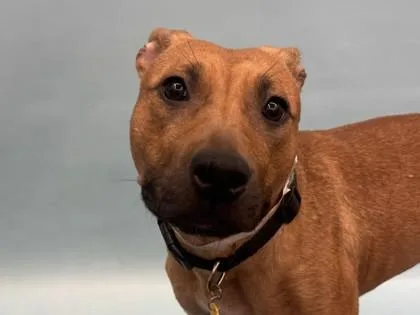 An adult large-sized female Pit Bull Terrier dog named Potluck for adoption in Golden Valley, MN