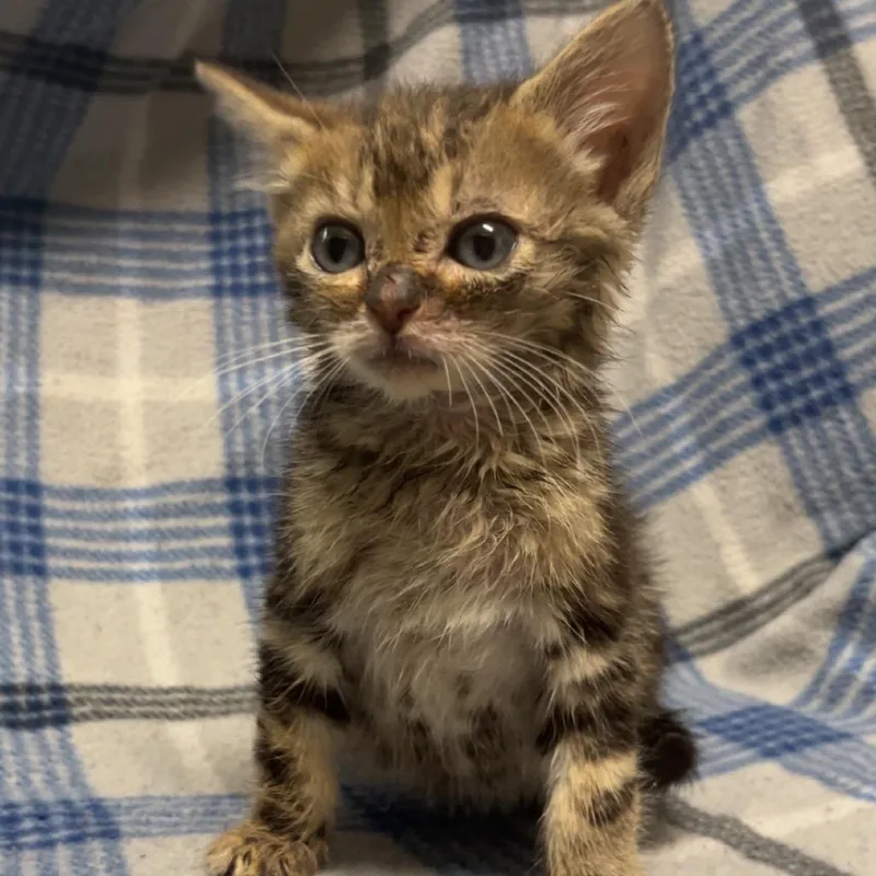 A young small-sized female Domestic Short Hair cat named Sober for adoption in Monroeville, AL