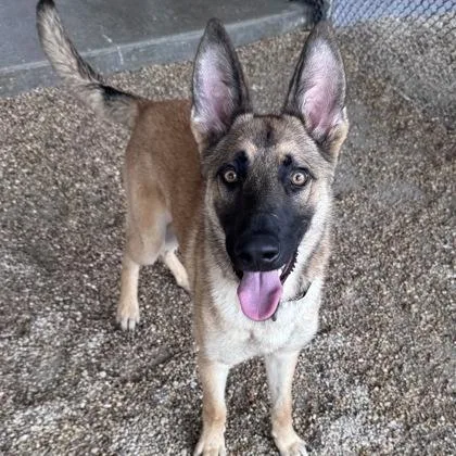 A young medium-sized male Sable German Shepherd Dog dog named Megastar for adoption in New Ringgold, PA
