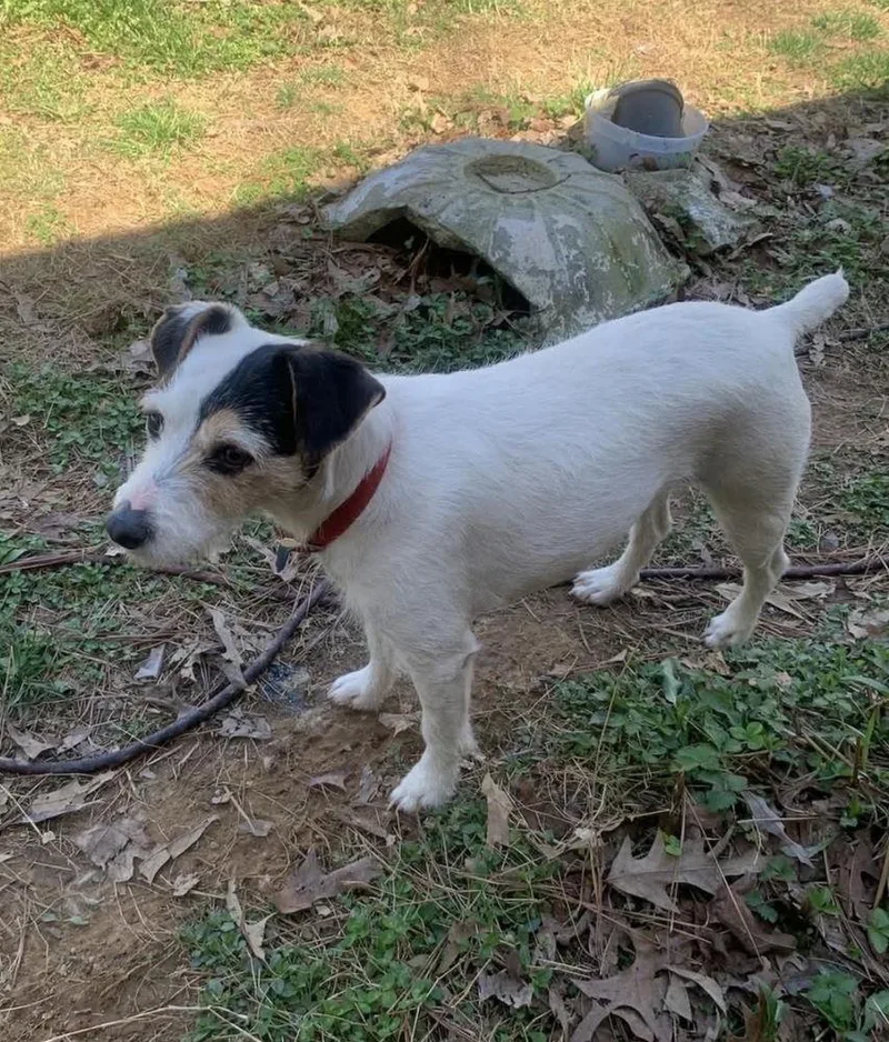 A young medium-sized female Parson Russell Terrier dog named Anna for adoption in Columbia, TN