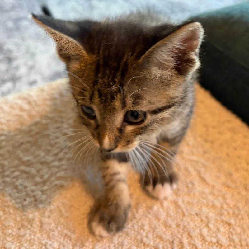 A baby small-sized male Brown / Chocolate Domestic Short Hair cat named Mordecai for adoption in Austin, TX