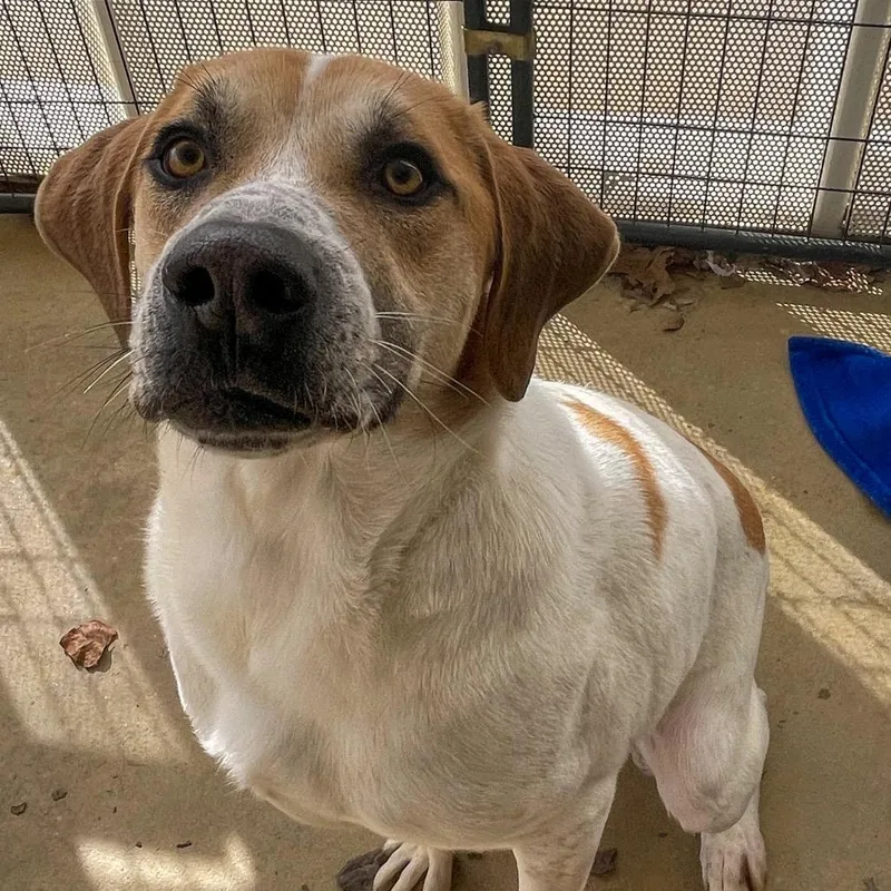 An adult large-sized male Yellow / Tan / Blond / Fawn Mixed Breed dog named Greg for adoption in Bentonville, AR