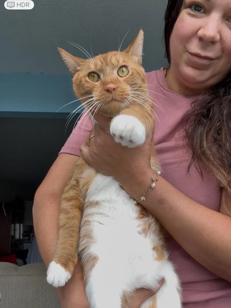 An adult medium-sized male Orange & White Tabby cat named Pugsley for adoption in Miami, FL