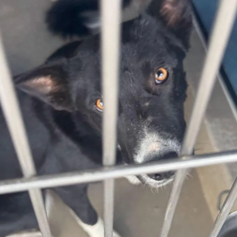 An adult medium-sized male Collie dog named Archer for adoption in Kingman, AZ