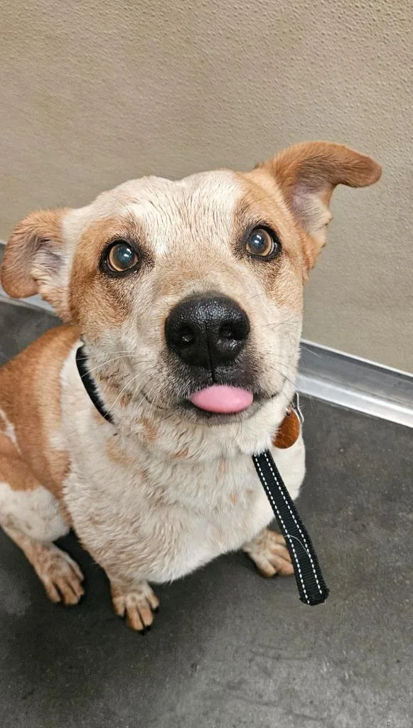 Baxter Bo