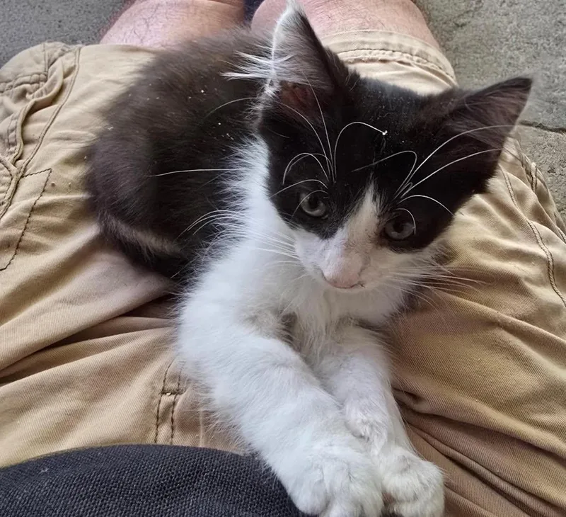 A young medium-sized male Domestic Short Hair cat named Thurston for adoption in Seal Beach, CA