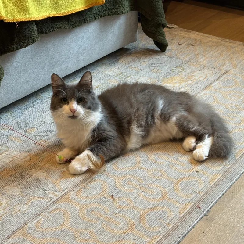 An adult medium-sized female Gray & White Domestic Long Hair cat named Misty for adoption in San Jose, CA