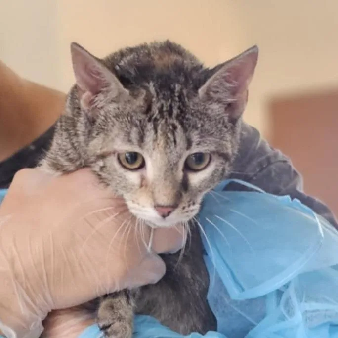 A young small-sized female Gray / Blue / Silver Domestic Short Hair cat named Pogo for adoption in Midland, TX