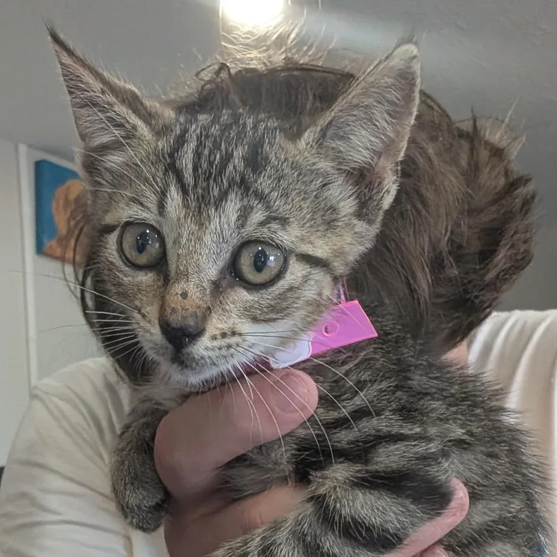 A baby small-sized female Tabby (Brown / Chocolate) Domestic Short Hair cat named Mollie for adoption in Anderson, TX