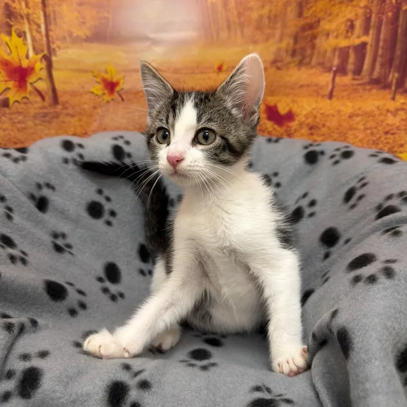 A baby small-sized male Domestic Short Hair cat named Lionel for adoption in Newberg, OR