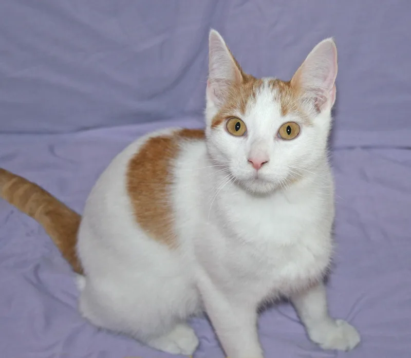 A baby medium-sized male Domestic Short Hair cat named Stetson for adoption in Victoria, MN