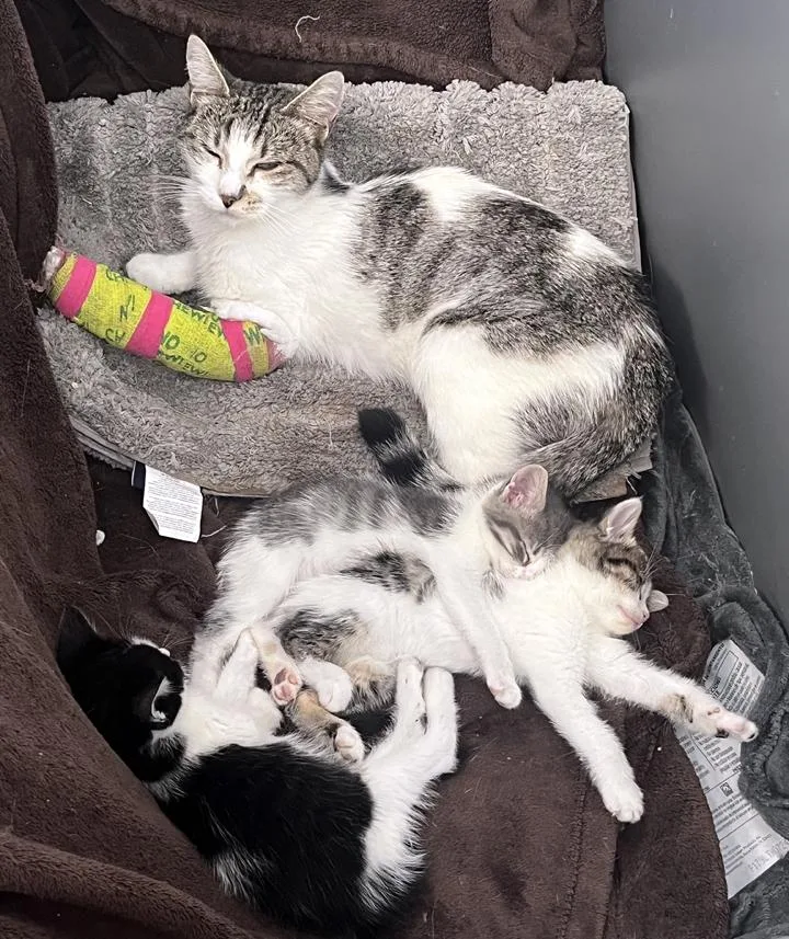 Clementine thumbnail 2