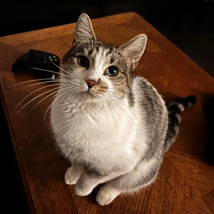 Clementine thumbnail 3