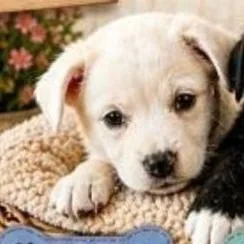 A baby small-sized male White / Cream Labrador Retriever dog named Roscoe for adoption in Lenoir, NC