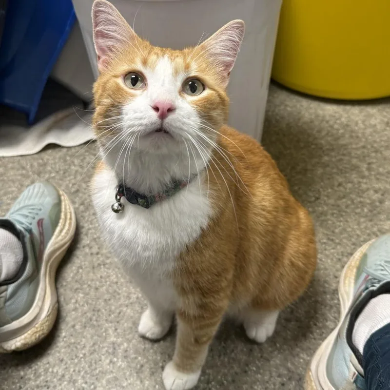 A senior small-sized male Orange / Red Domestic Short Hair cat named Jeffrey for adoption in Blue Ridge, GA