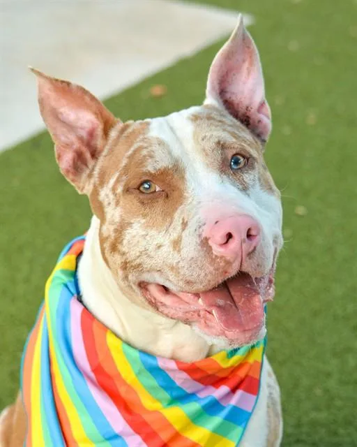 A young large-sized male American Staffordshire Terrier dog named Ringo for adoption in Fort Lauderdale, FL