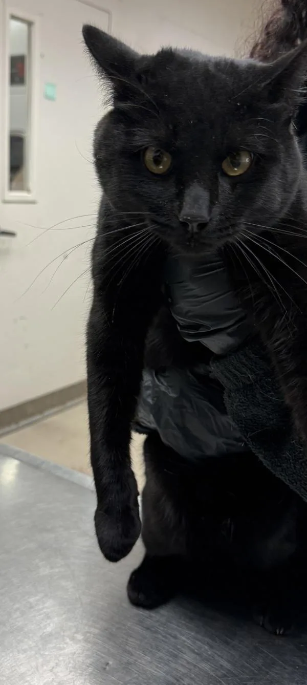 A young medium-sized male Domestic Short Hair cat named Pantera for adoption in Marietta, GA