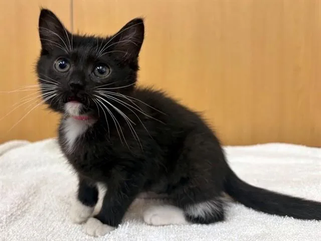 Bootsie