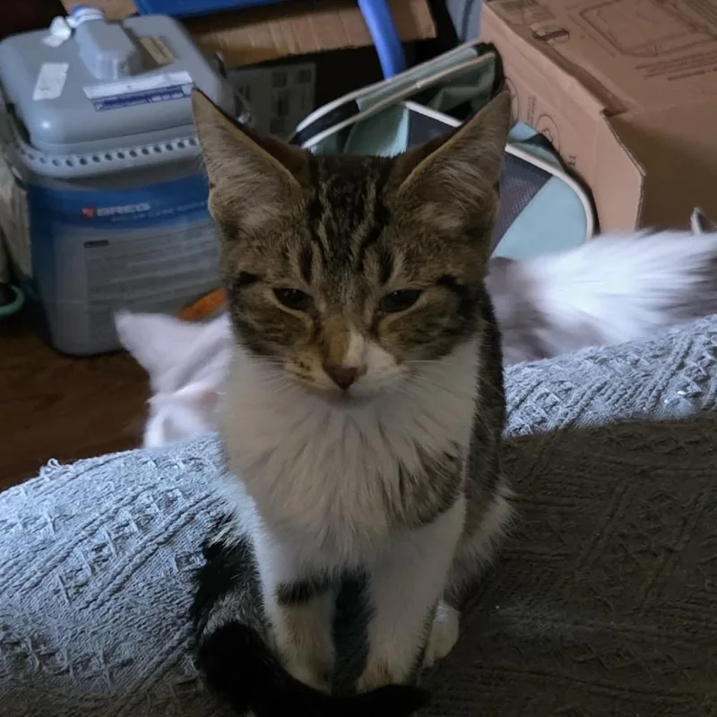A baby small-sized male American Shorthair cat named Jeffrey for adoption in mount vernon, AR