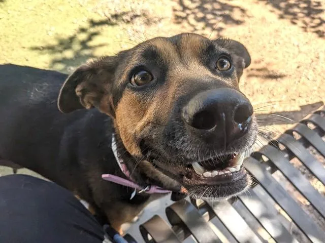 An adult large-sized female German Shepherd Dog dog named Dahlia for adoption in Phoenix, AZ