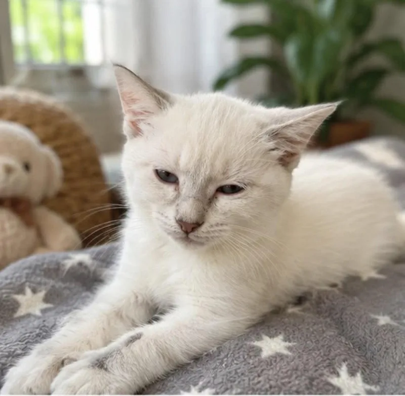 A baby medium-sized female Domestic Short Hair cat named Bambi for adoption in Margate, FL
